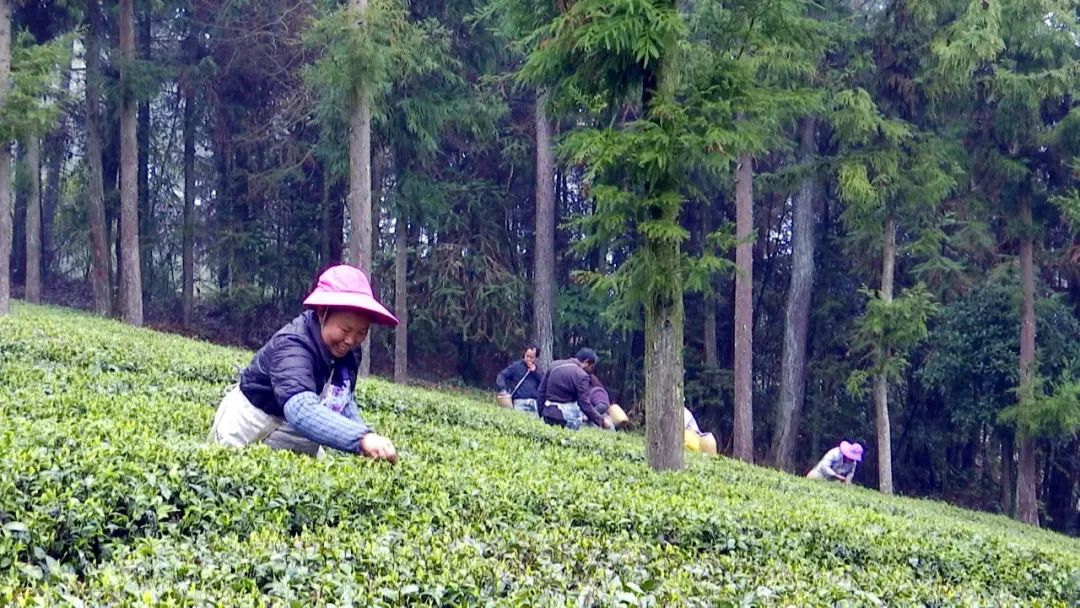 林仙康锌硒茶
