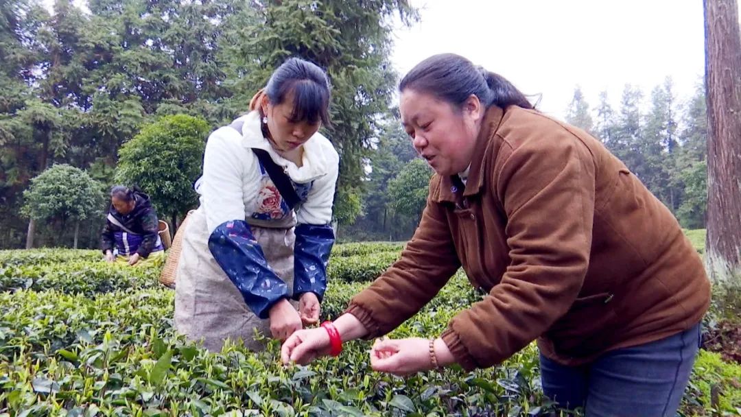 林仙康锌硒茶