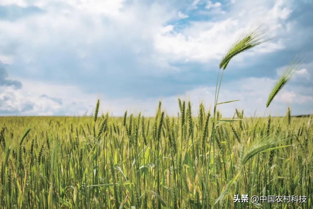 十大富硒地区