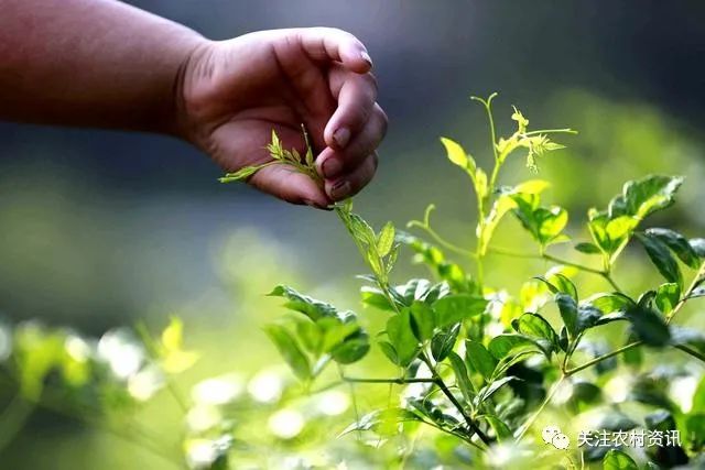 含硒茶叶有哪些