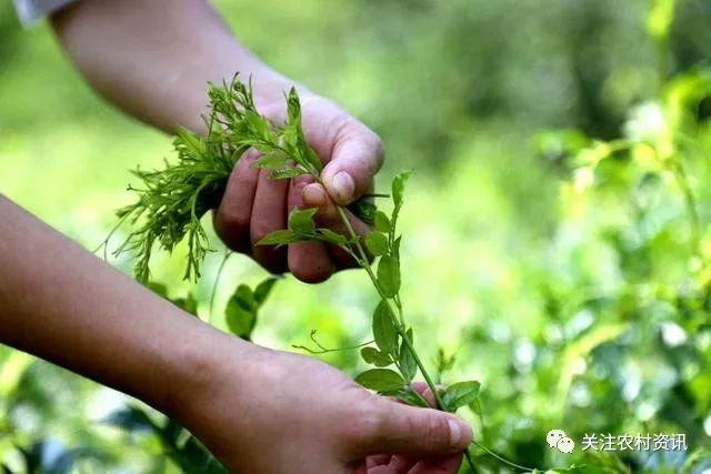 含硒茶叶有哪些