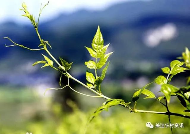含硒茶叶有哪些