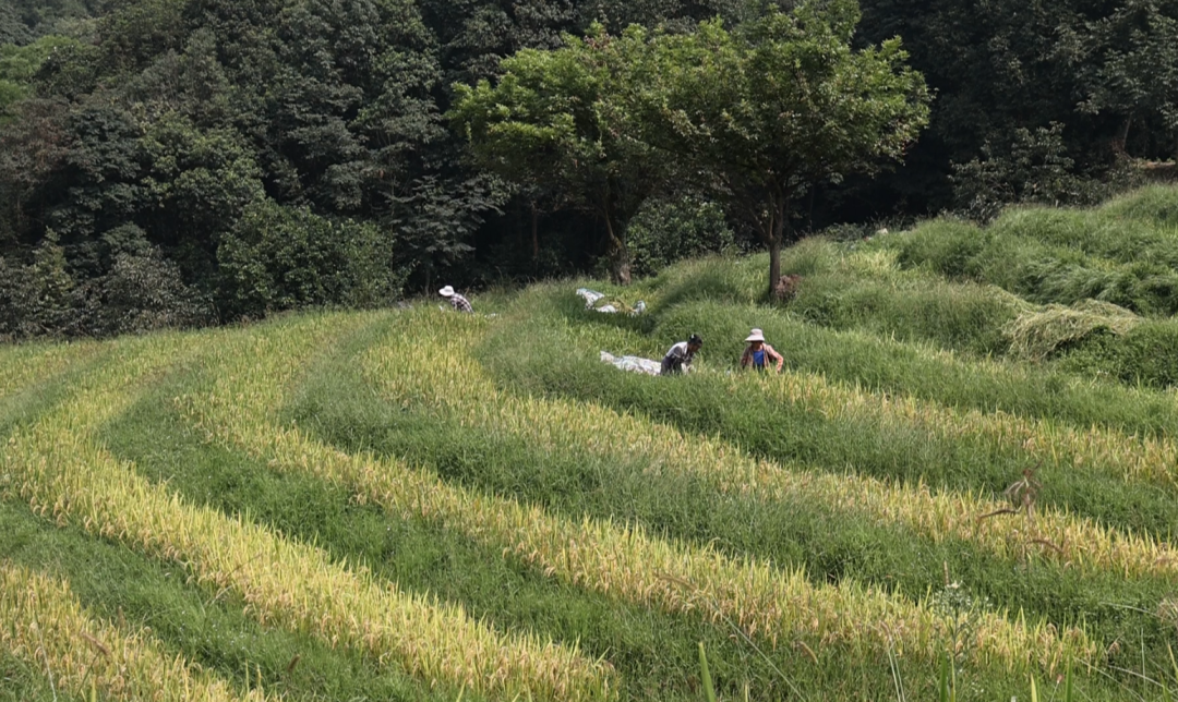 富硒大米品牌