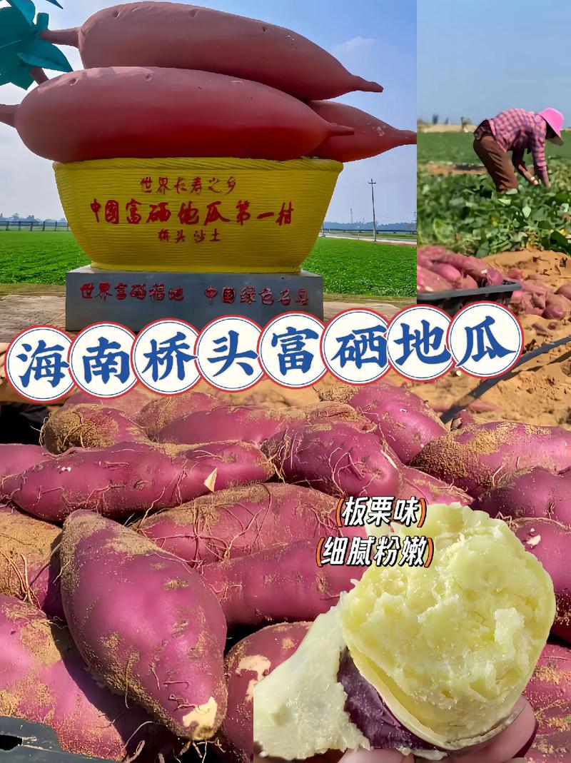 桥头富硒地瓜