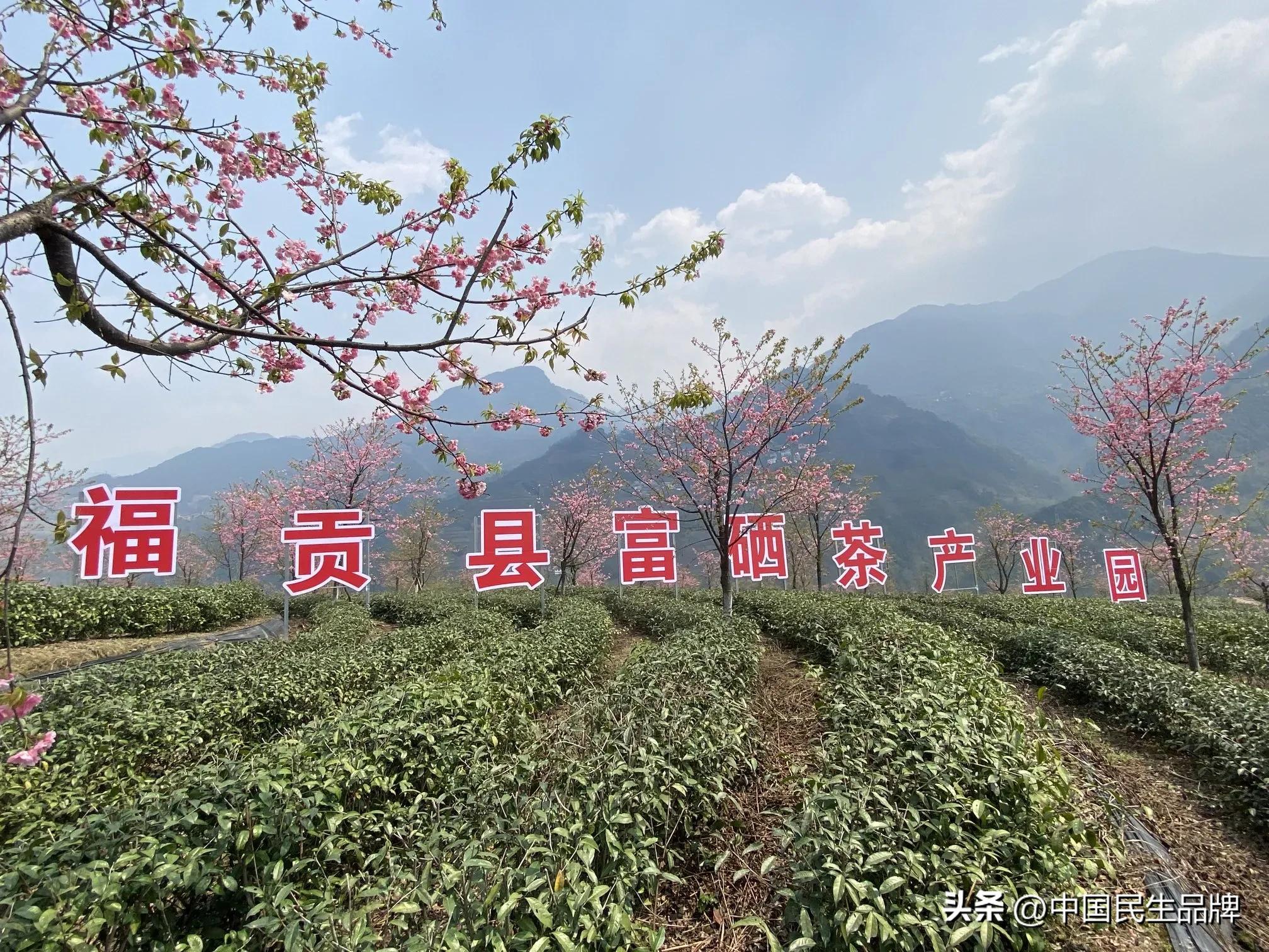 富硒贡茶价格