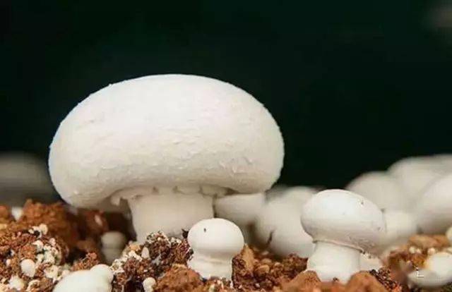 蘑菇压片补硒