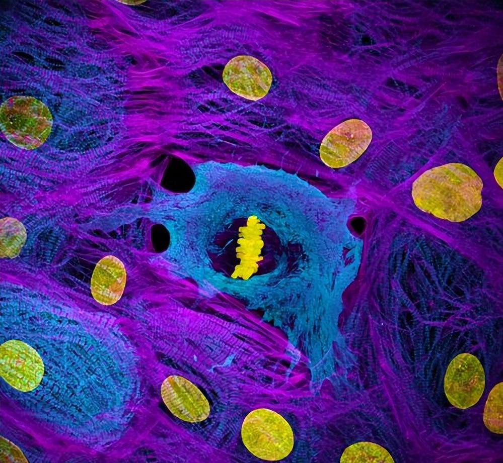 科学补硒必读