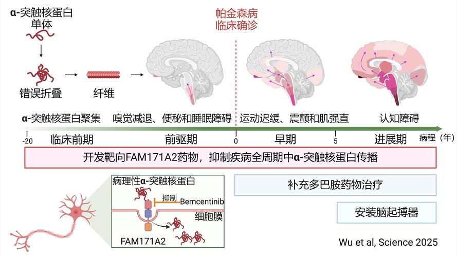 补硒与帕金森(纳米材料靶向治疗帕金森?。?硒宝网