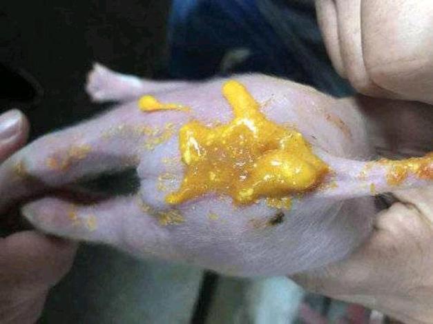 小猪补铁补硒(仔猪黄痢)-硒宝网