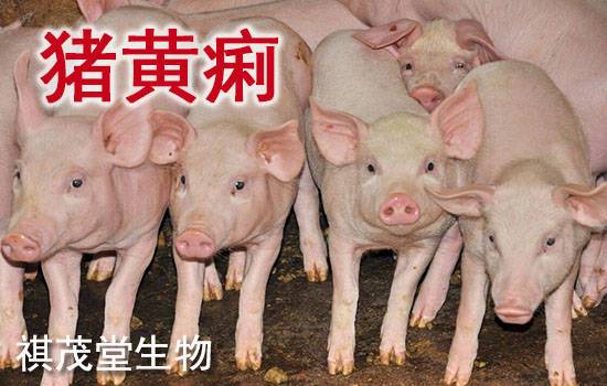 小猪补铁补硒(仔猪黄?。?硒宝网