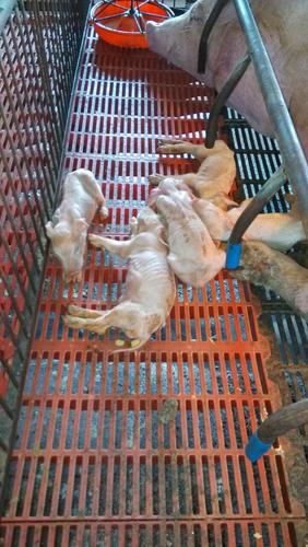 小猪补铁补硒(仔猪黄痢)-硒宝网