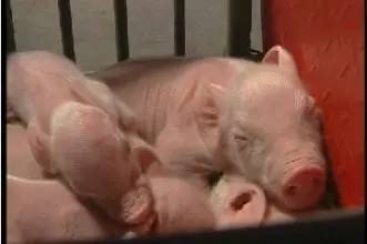 妊娠母猪补硒