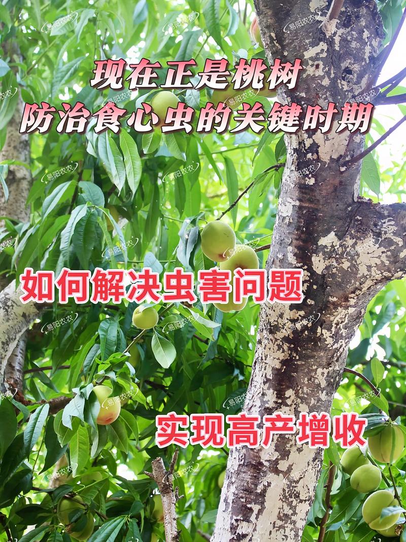 桃树怎样补硒