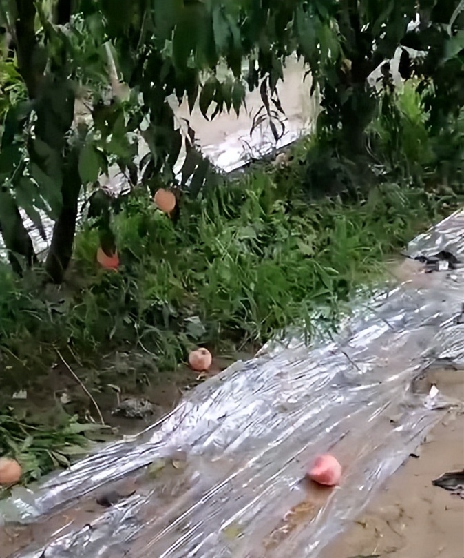 桃树怎样补硒