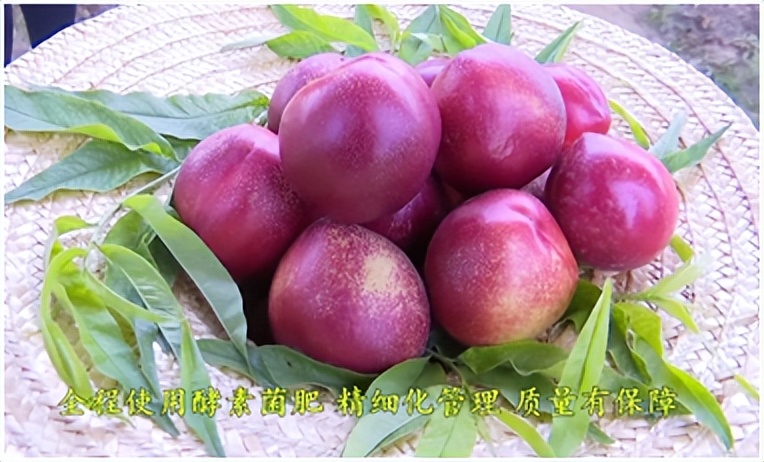 桃树怎样补硒
