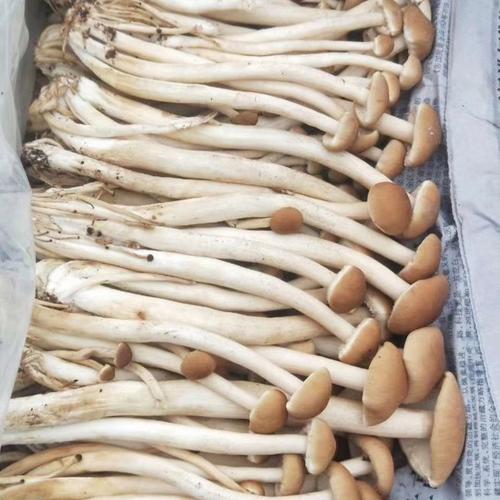 女性补硒食物()-硒宝网