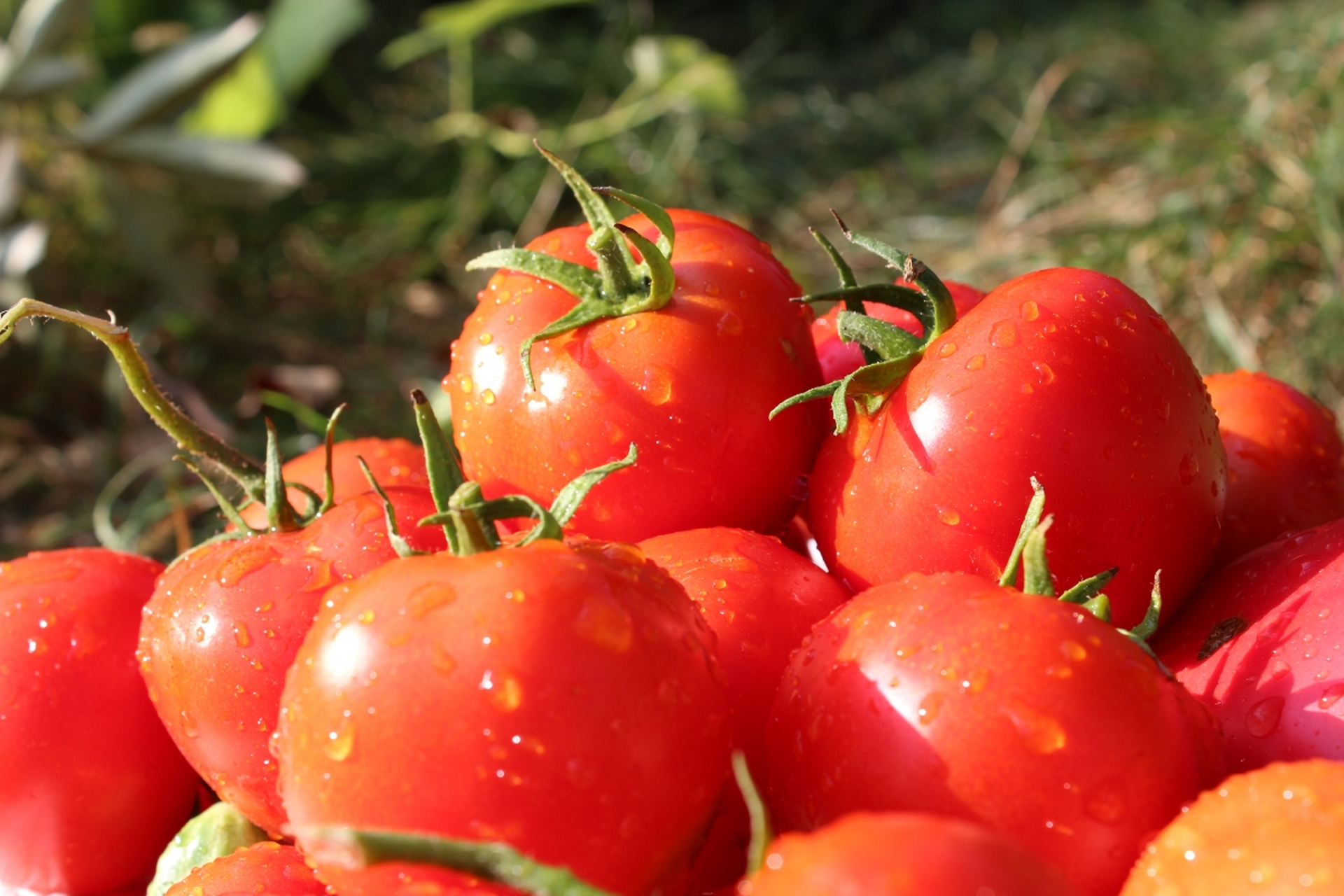 补硒结节消失(富含硒的蔬菜对甲状腺的影响)-硒宝网