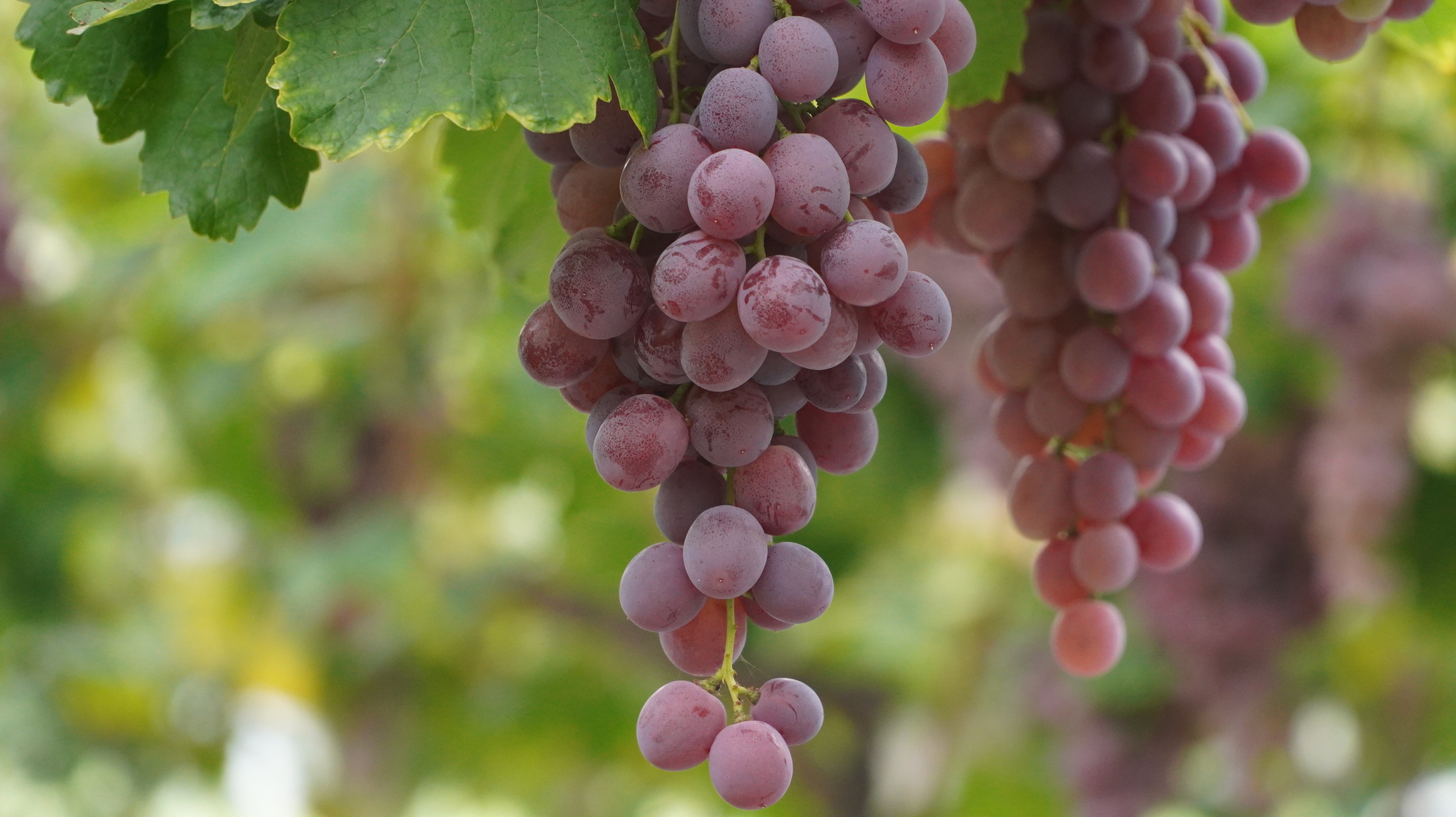 葡萄怎么补硒(甲状腺疾病饮食调理)-硒宝网
