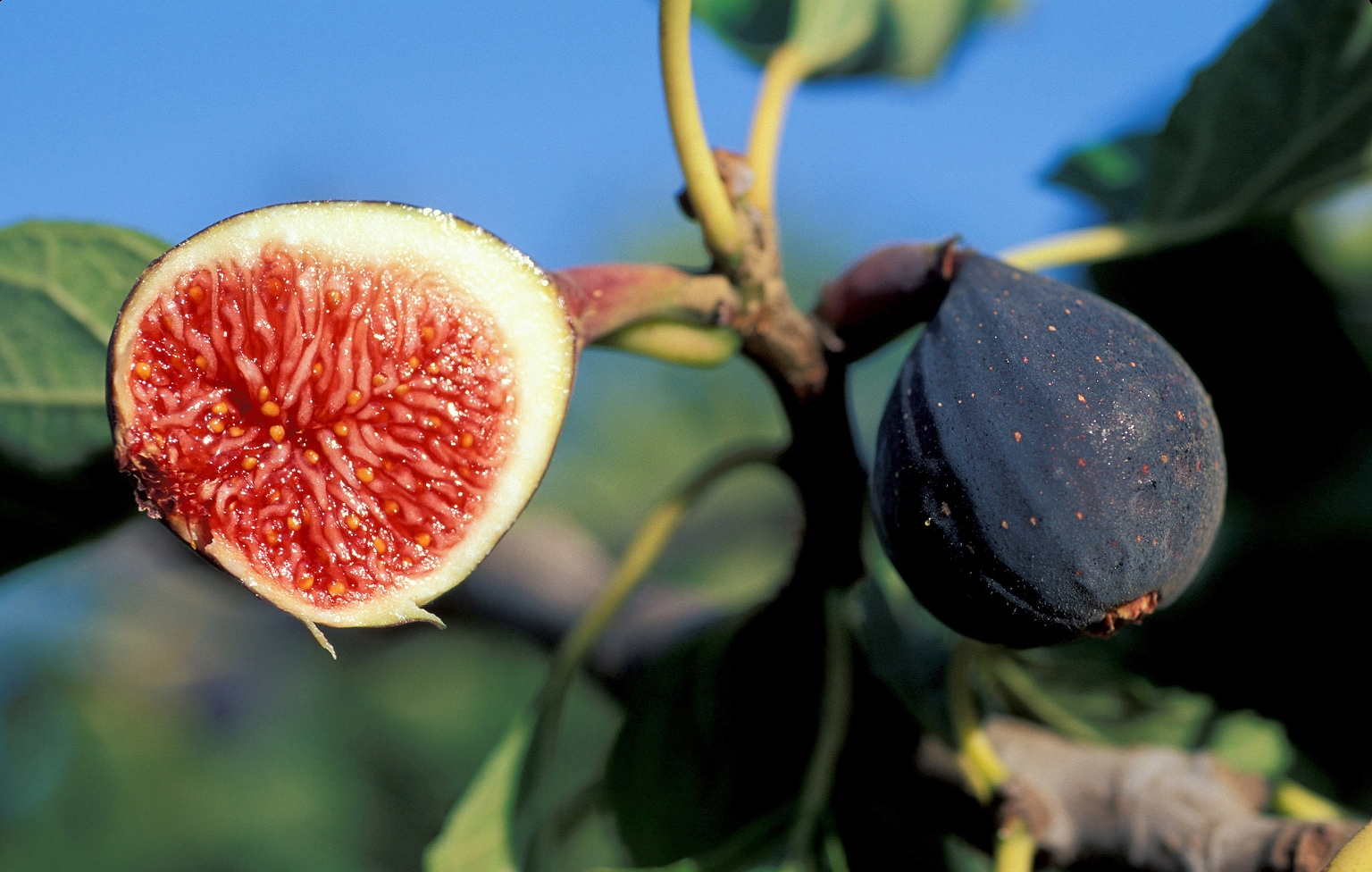 葡萄怎么补硒(甲状腺疾病饮食调理)-硒宝网