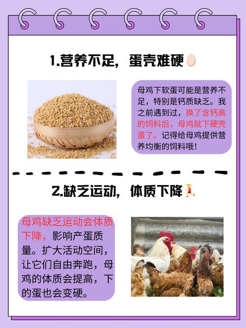 鸡为啥要补硒(蛋鸡脂肪肝预防)-硒宝网