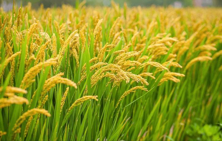 补硒类的药物(硒缺乏对健康的影响)-硒宝网