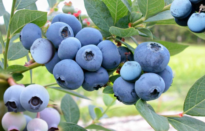 补硒排毒组合(海带香菜大蒜排毒食物)-硒宝网