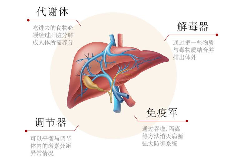 补硒年终总结(硒与肝纤维化关系研究)-硒宝网