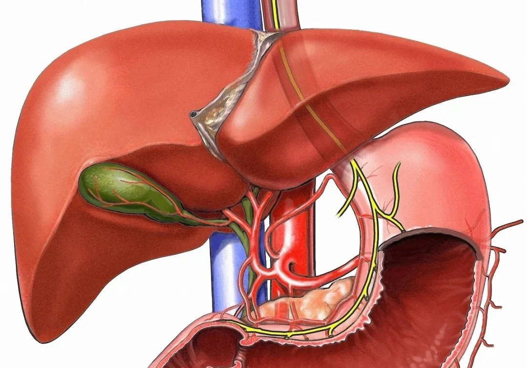 补硒年终总结(硒与肝纤维化关系研究)-硒宝网