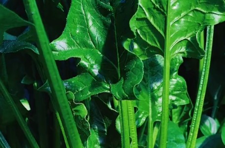 补硒降低心梗(五月补硒心脏健康)-硒宝网