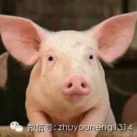 母猪能补硒吗（后备母猪保健要点）-硒宝网