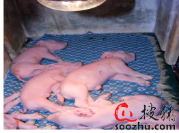 新生仔猪补硒(新生仔猪生理特点)-硒宝网