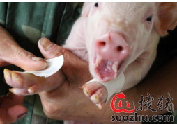 新生仔猪补硒(新生仔猪生理特点)-硒宝网
