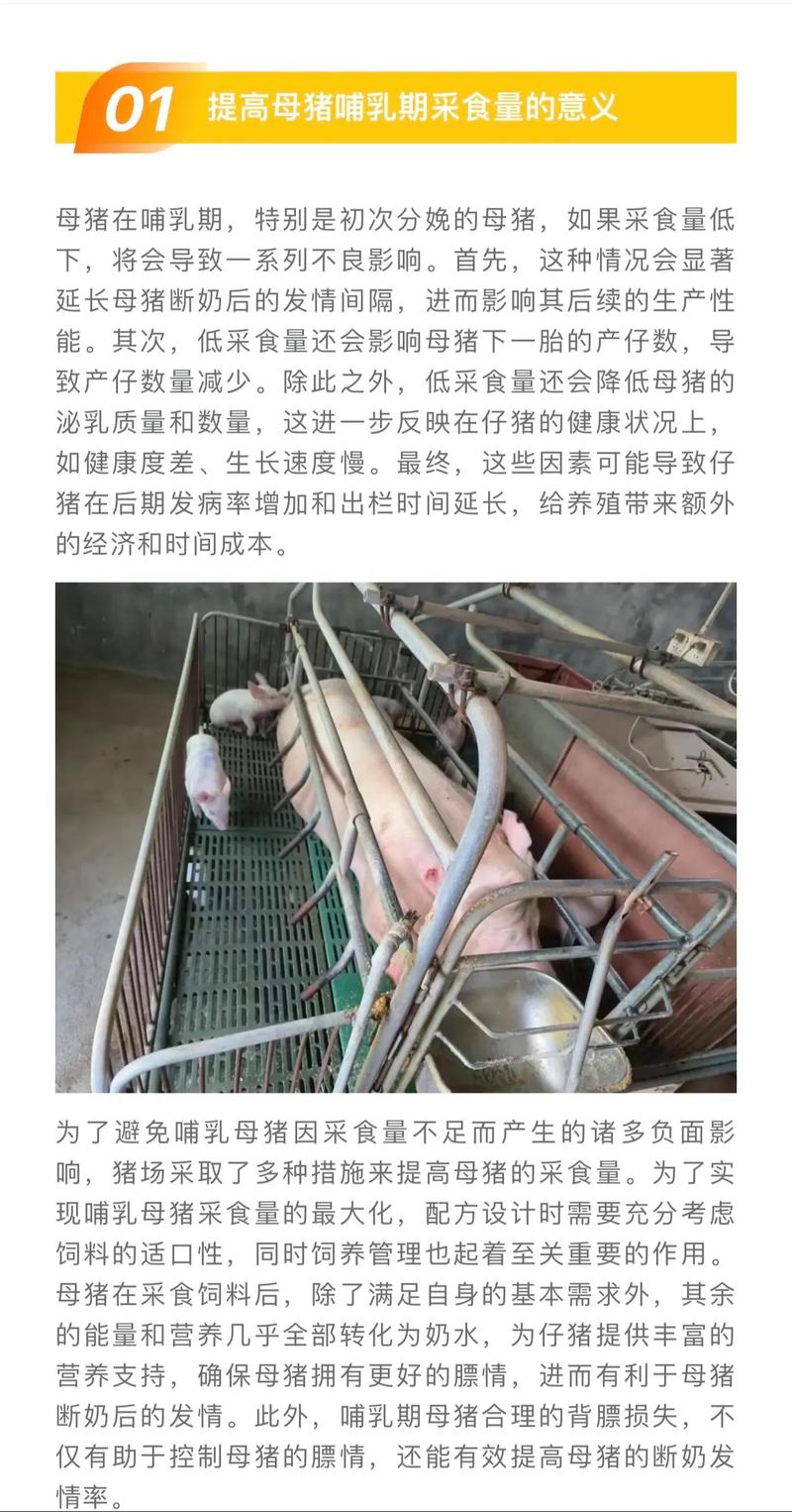 母猪能补硒吗(提高母猪质量)-硒宝网