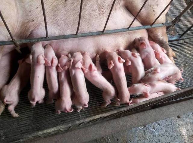 母猪能补硒吗(提高母猪质量)-硒宝网