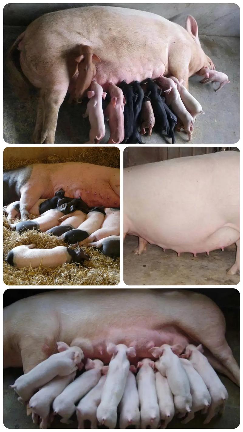 母猪能补硒吗(提高母猪质量)-硒宝网