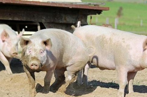 母猪能补硒吗(提高母猪质量)-硒宝网