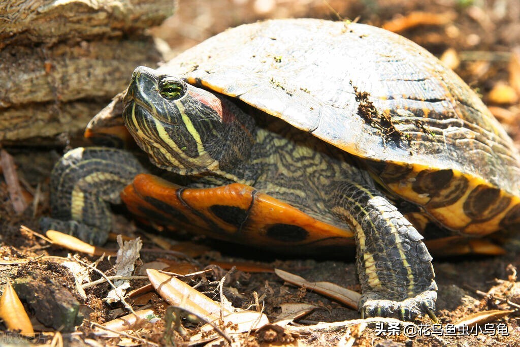 小龟如何补硒
