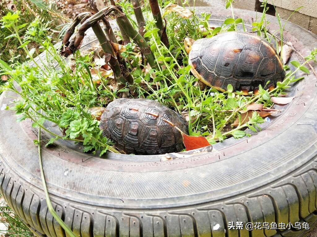 小龟如何补硒