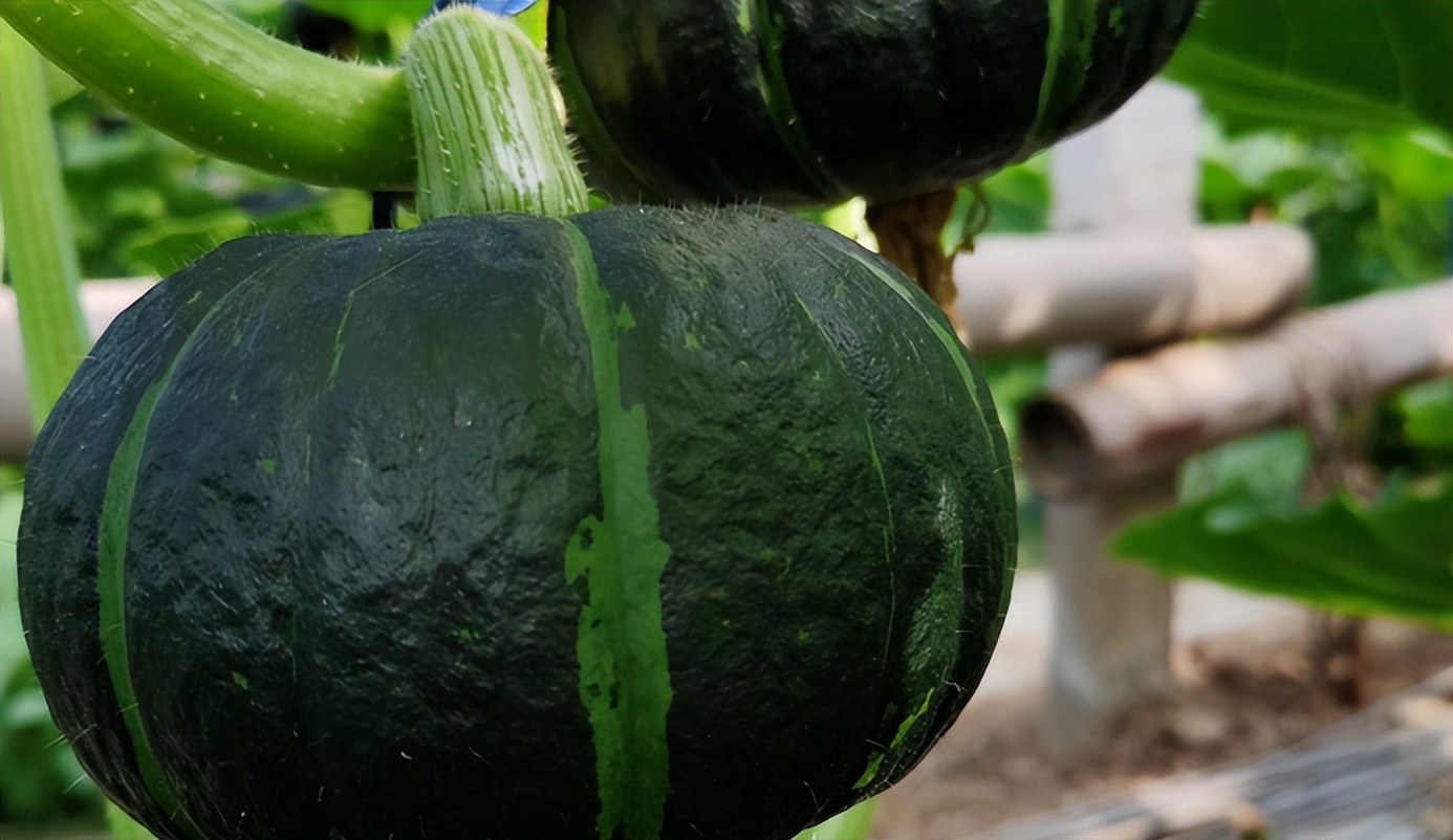 玉米能补硒吗(芥蓝护甲状腺蔬菜)-硒宝网