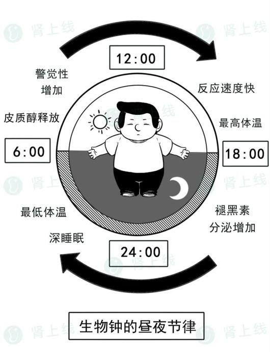 肾衰能补硒吗(睡好觉的重要性)-硒宝网