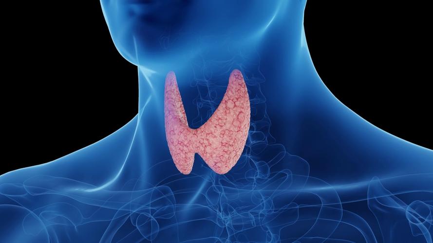 玉米能补硒吗(硒含量高的食物)-硒宝网