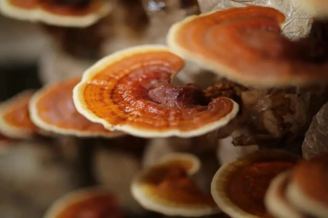 灵芝能补硒吗(灵芝药用价值)-硒宝网