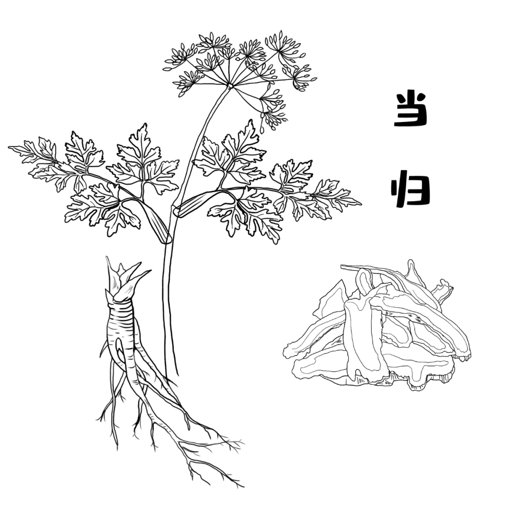 当归能补硒吗（当归的历史典故）-硒宝网