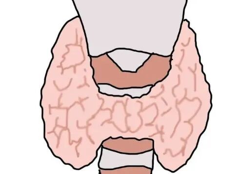 甲减补硒好吗(甲减分类)-硒宝网