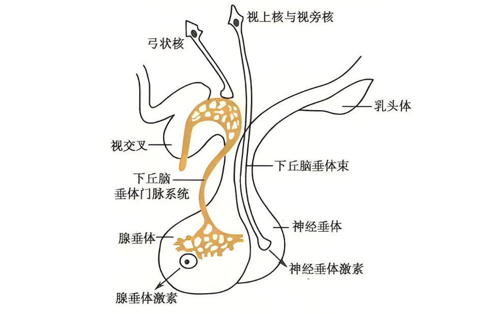 甲减补硒好吗(甲减分类)-硒宝网
