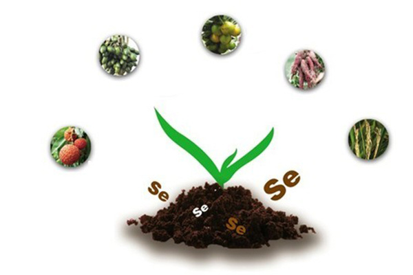 备孕补硒标准(动物制品硒利用率低)-硒宝网