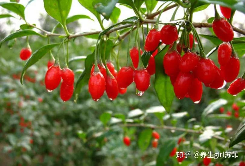 肾虚能补硒吗(黑色食物补肾)-硒宝网