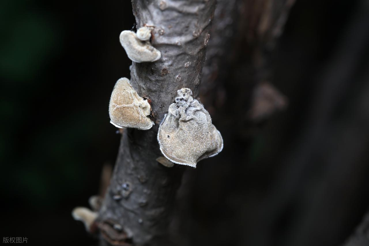 最权威的补硒(黑木耳补硒)-硒宝网