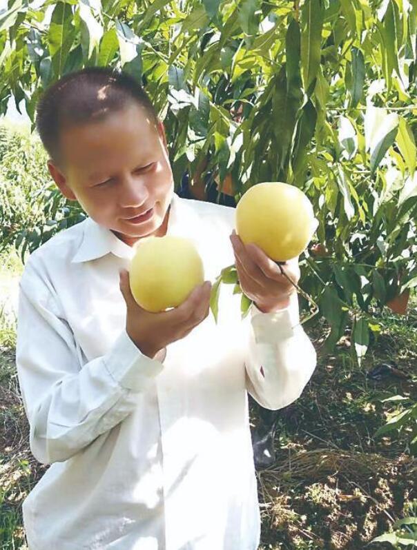 螃蟹能补硒吗（富硒黄桃种植方法）-硒宝网