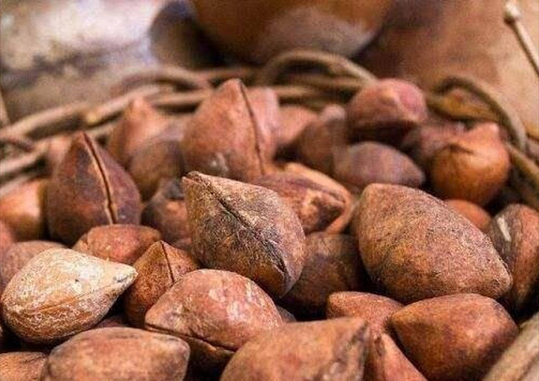 螃蟹能补硒吗（硒与免疫系统功能）-硒宝网